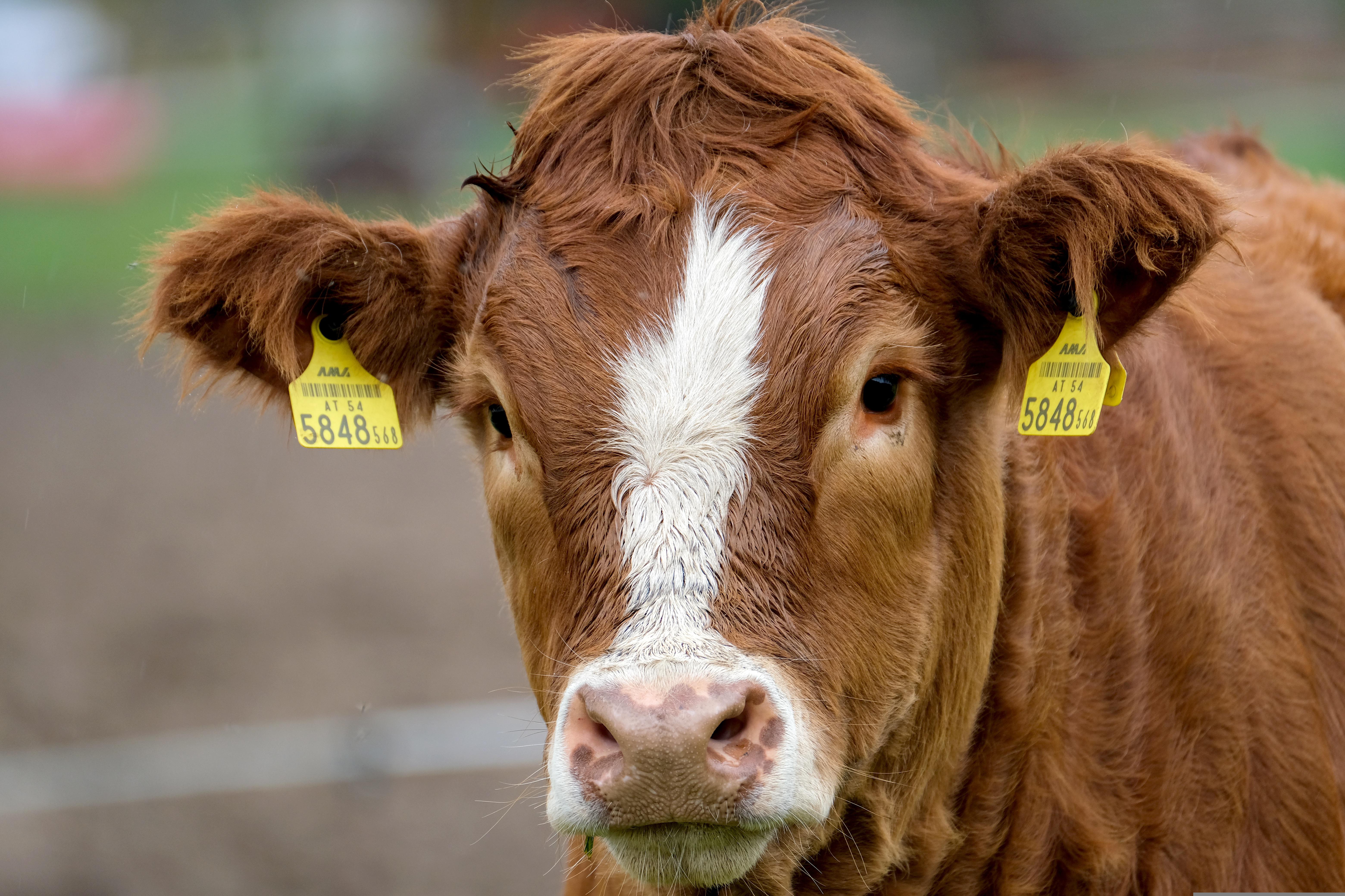 cow