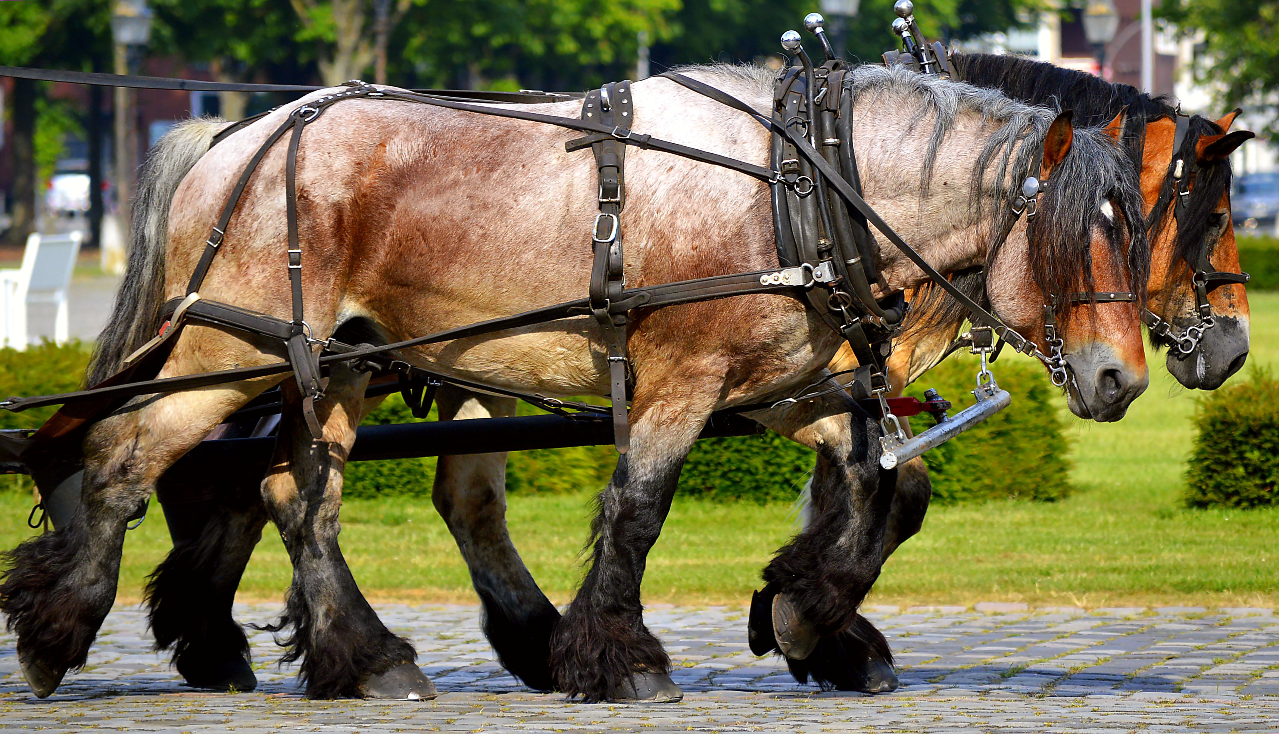 Werkpaarden